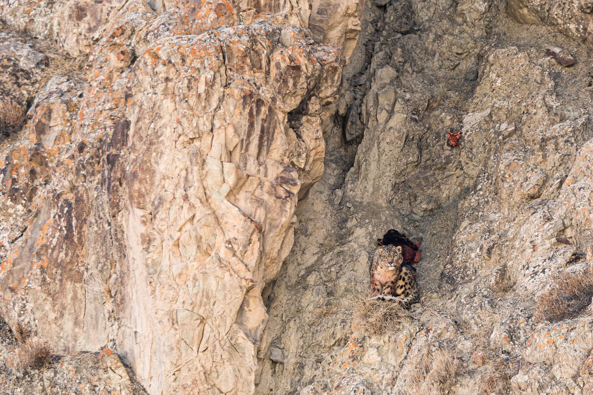 Conquer the Mountains of Ladakh: Join the Ultimate Dzojong Kangri East Expedition